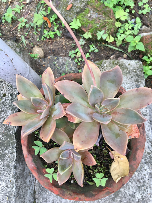 Screen Shot 2017-05-29 at 10.23.00 AM