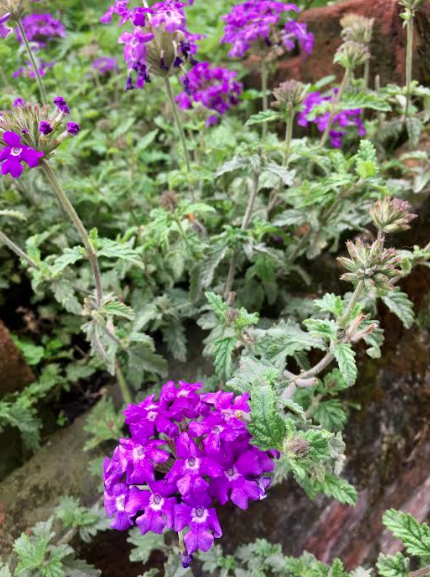 Screen Shot 2017-05-29 at 10.25.30 AM