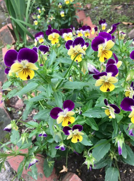 Screen Shot 2017-05-29 at 10.25.54 AM