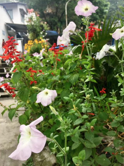 Screen Shot 2017-05-29 at 10.26.48 AM