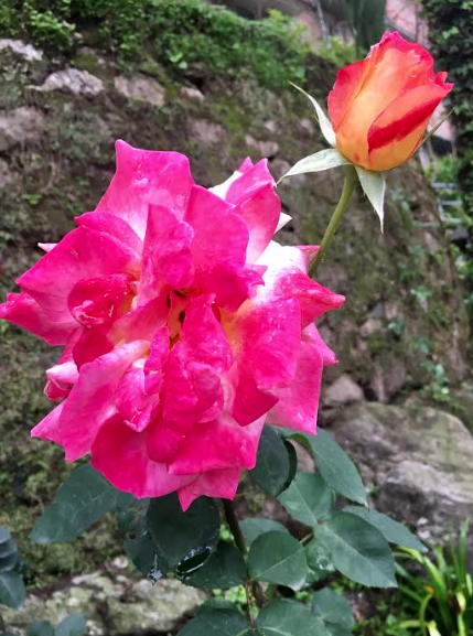 Screen Shot 2017-05-29 at 10.29.47 AM