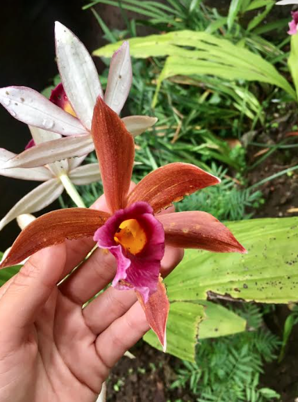 Screen Shot 2017-05-29 at 10.31.02 AM