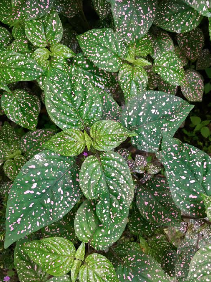 Screen Shot 2017-05-29 at 10.31.15 AM