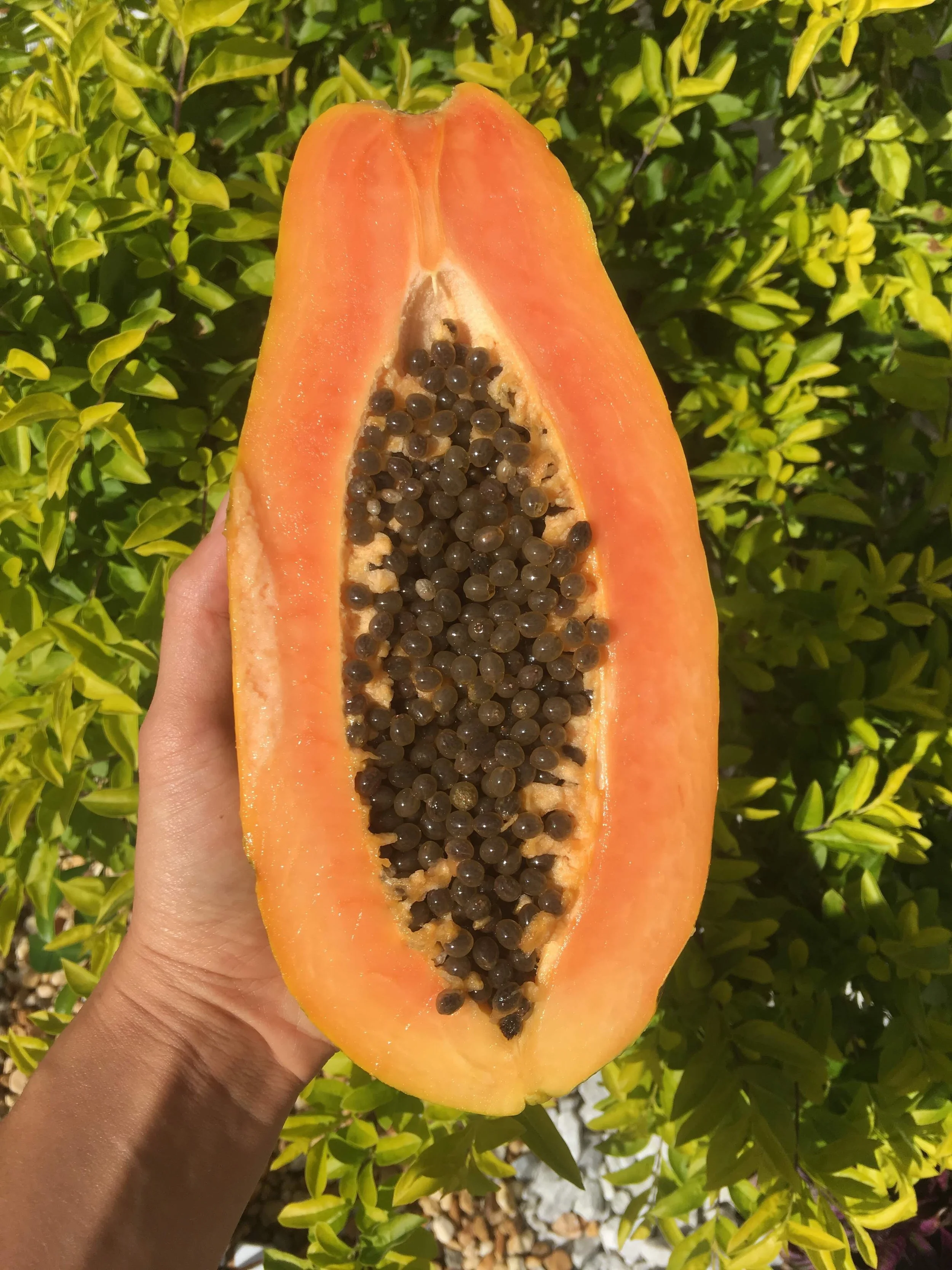 Papaya is my favorite skin food!