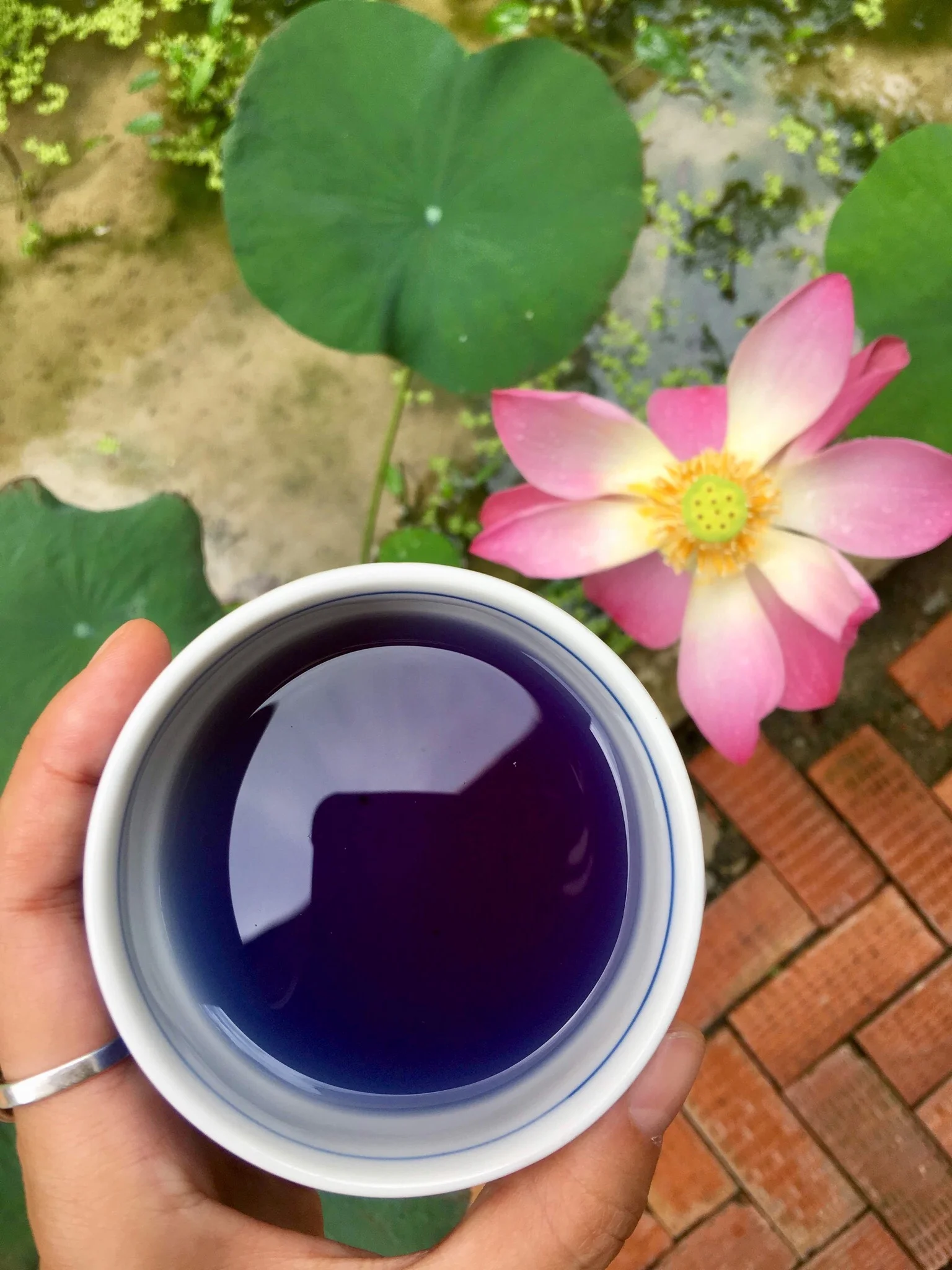Butterfly Pea Tea. Phuket, Thailand.