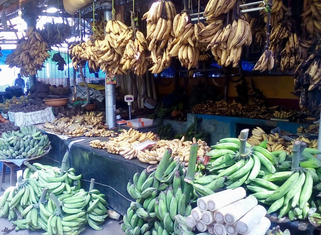 Quite possibly every single variety of the banana!