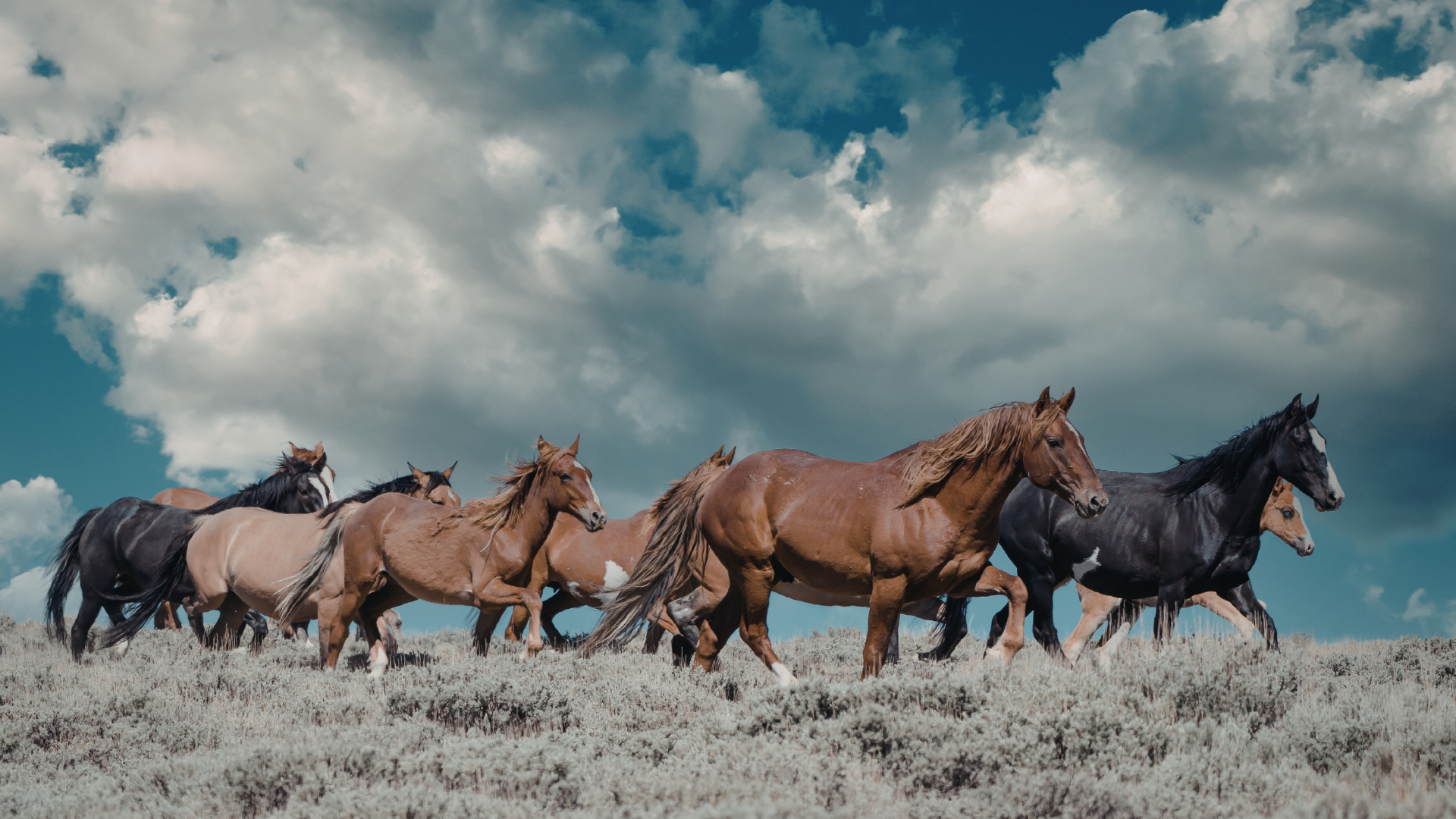 Being Herd and Connecting More