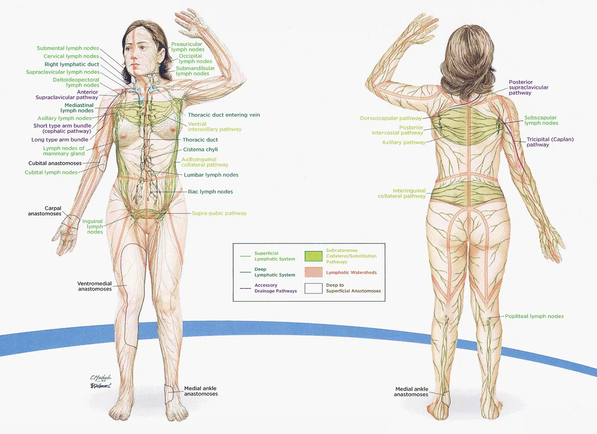 Primary and Collateral Lymphatic System