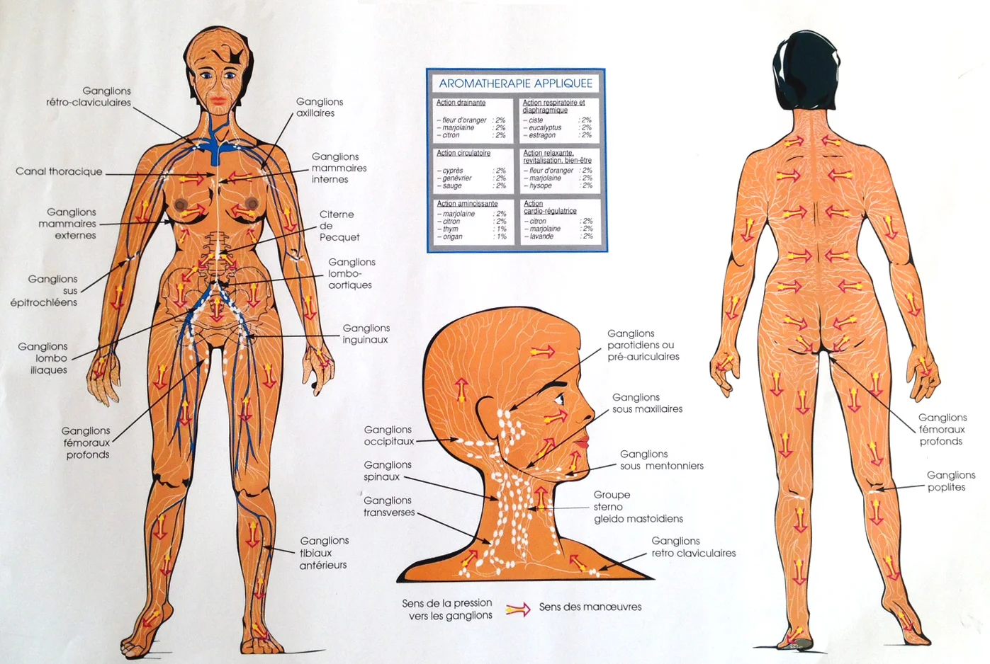Protocole de Drainage Lymphatique