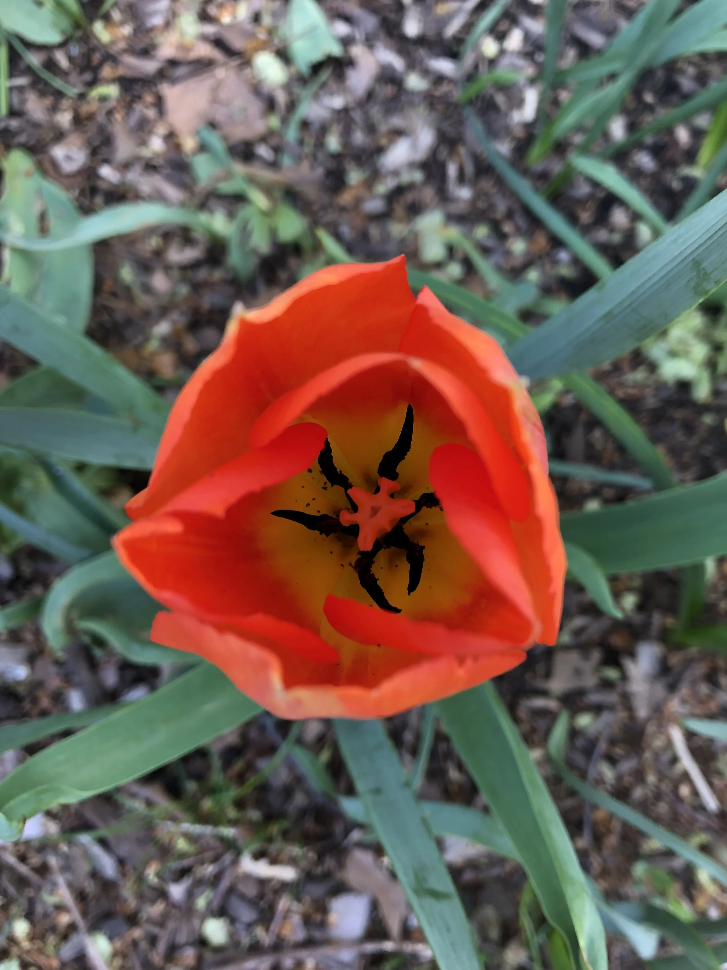 Fundamental Yoga Series