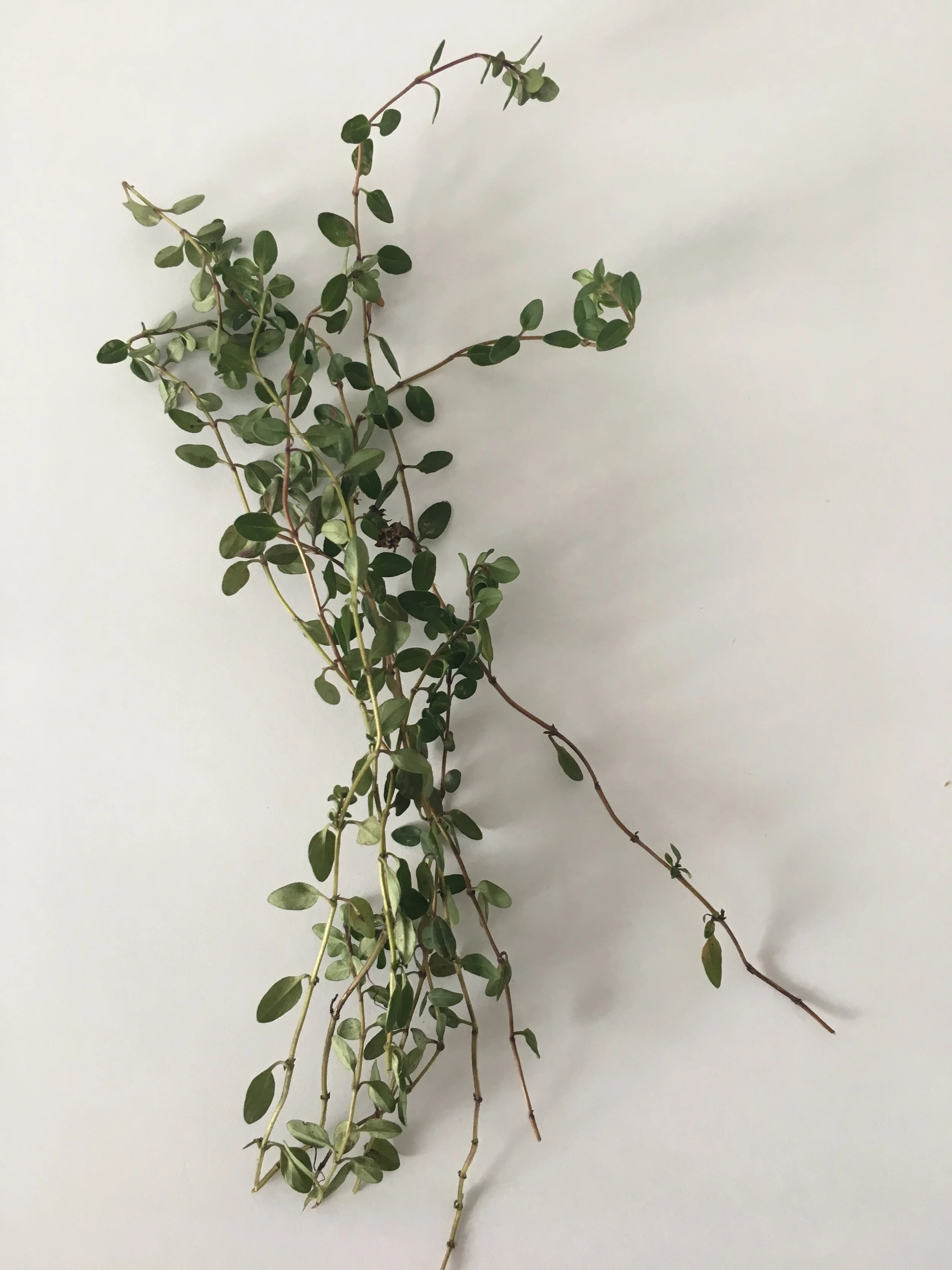 One Herb Infusion