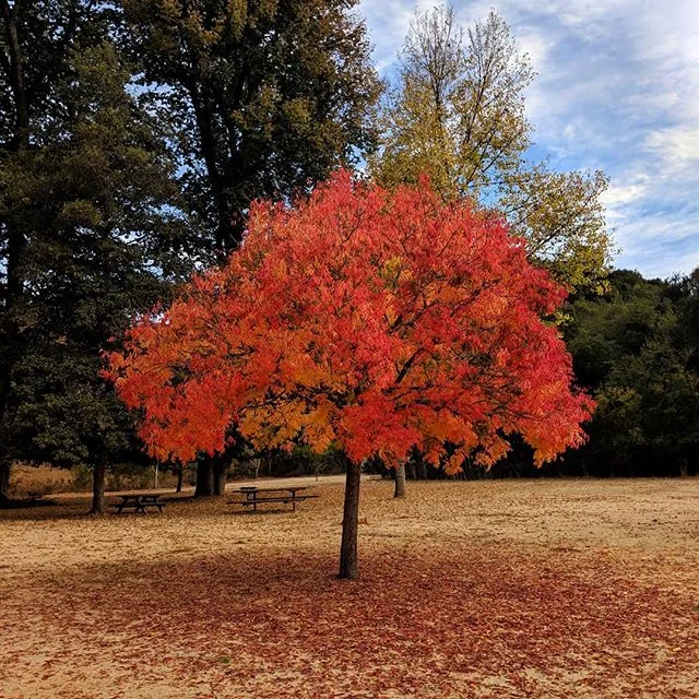 At me if you want to see the last 100 pictures in my camera roll consisting of trees and hiking trails #oakland 🌲🍁🌿🍂