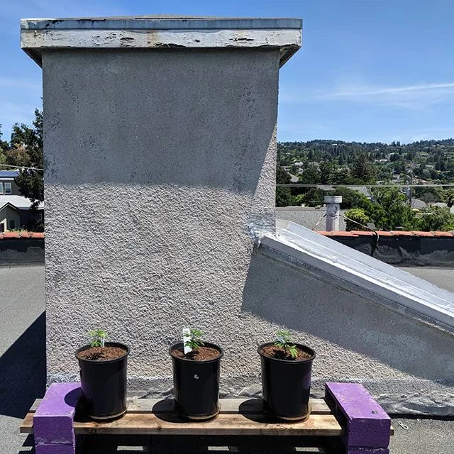 One of my neighbors planted three pot plants on the roof which is 9 less than the legal limit so wtf slacker