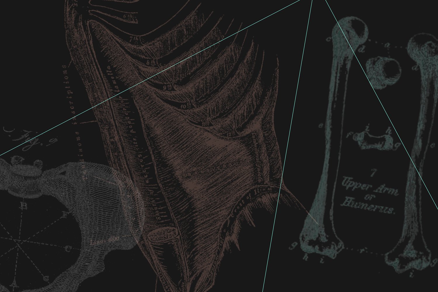 Basics of Anatomy (4 Hours/4 NPCP CECs)