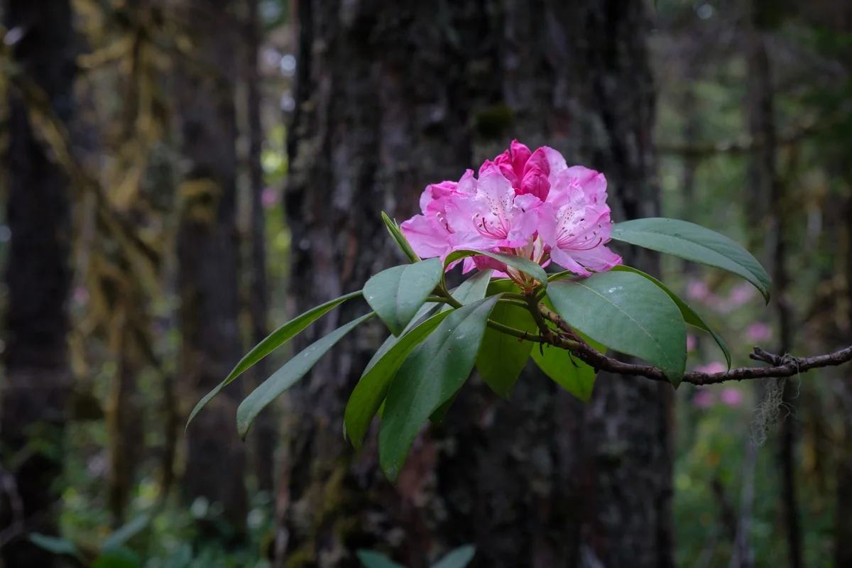 Rhododendron