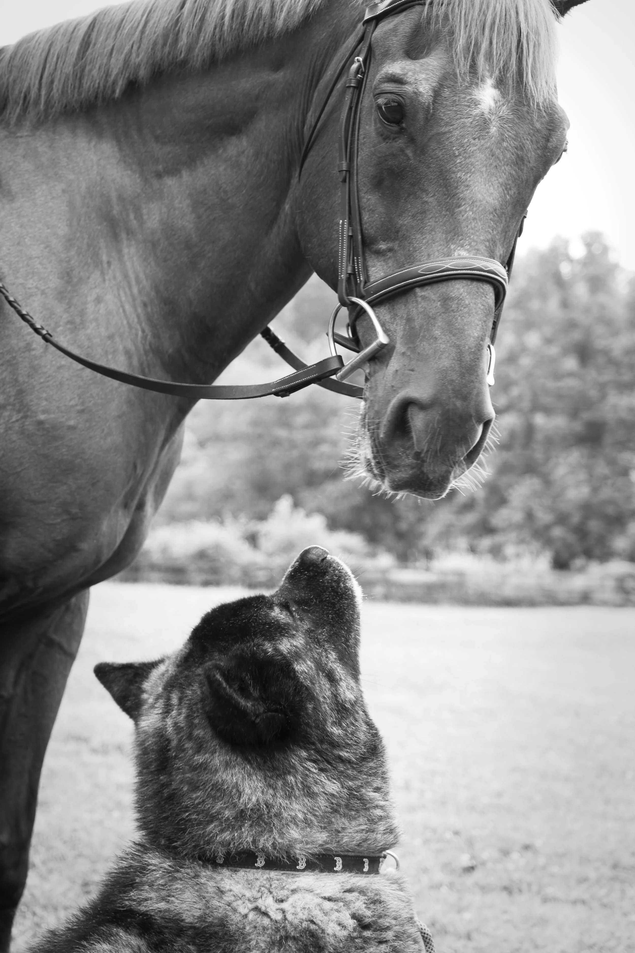 IMG_1847-edited-bw.jpg