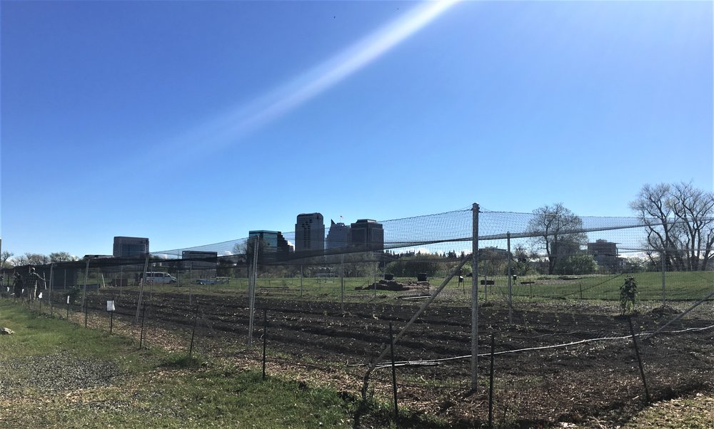  A two-acre urban farm on the riverfront. West Sacramento has five urban farms, one of the most robust programs in the country. 