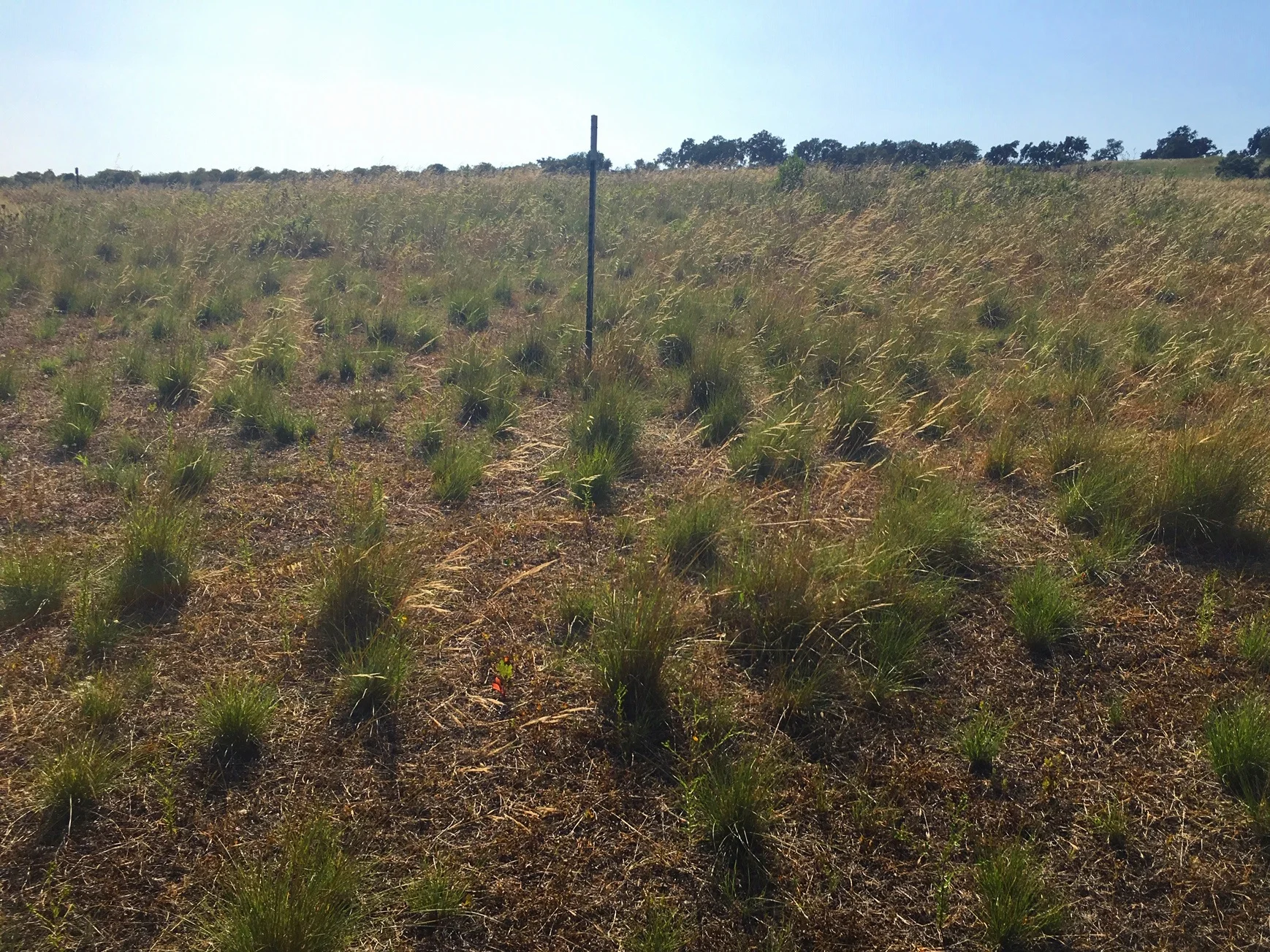 A monitoring plot at San Marcos Foothills, Santa Barbara, CA in a Stipa pulchra dominated area that was grazed four months prior to photo. July 4, 2019
