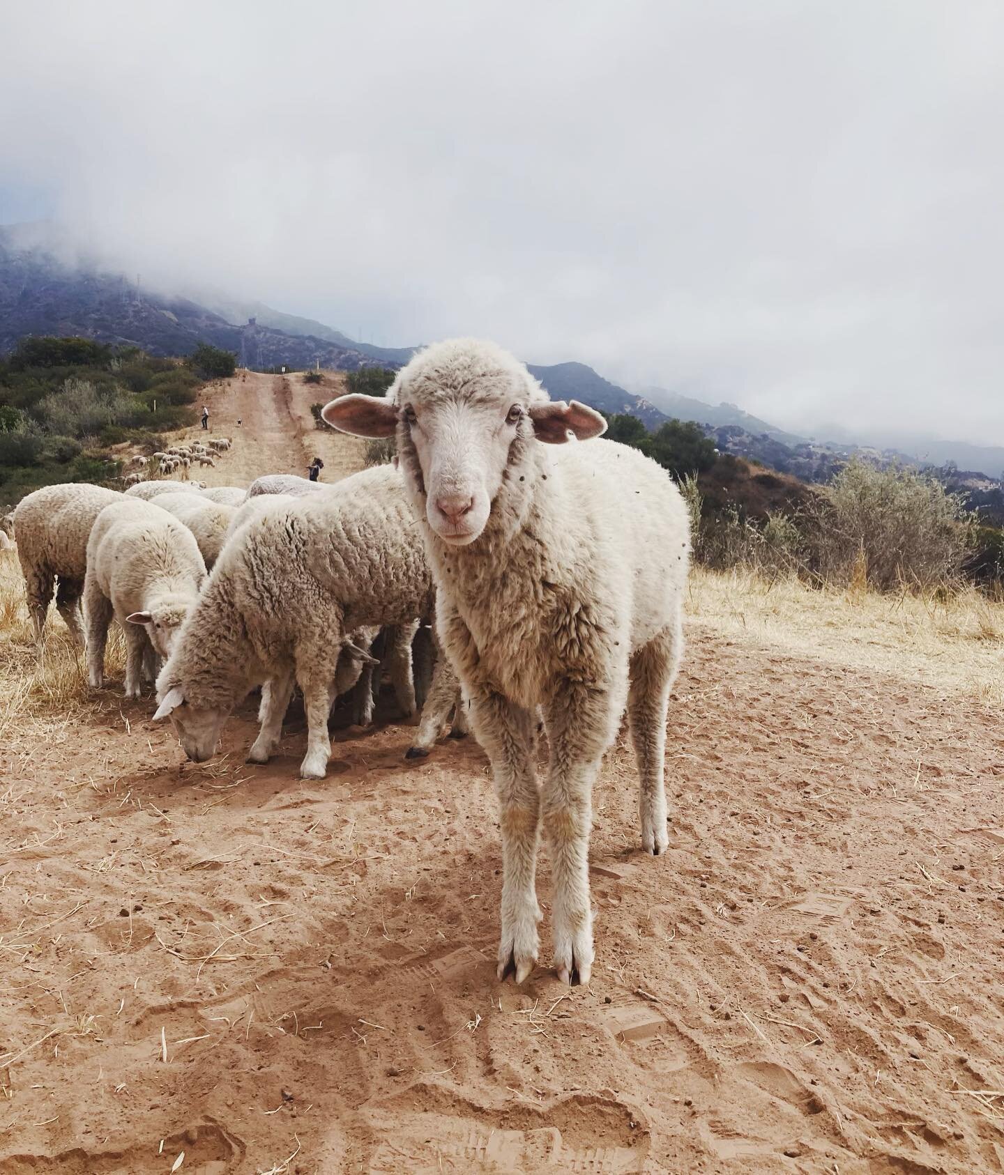 **Now open for pre-orders! Make a deposit and reserve your lamb today on our website (link in bio). When I watch our sheep eat the diverse and wild vegetation throughout our county, I think about how nutritionally dense the meat that comes from them 