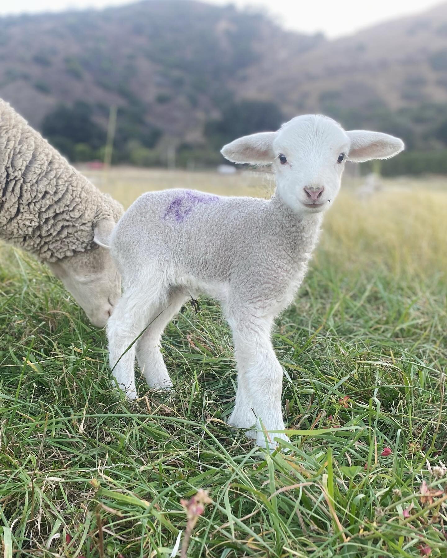 More recent scenes from lambing. One of my favorite things about lambing is learning how many aspects of us that we think of as human really belong to our mammal nature&mdash;the need for cuddles, play, belonging, safety, the instinct to stay close w