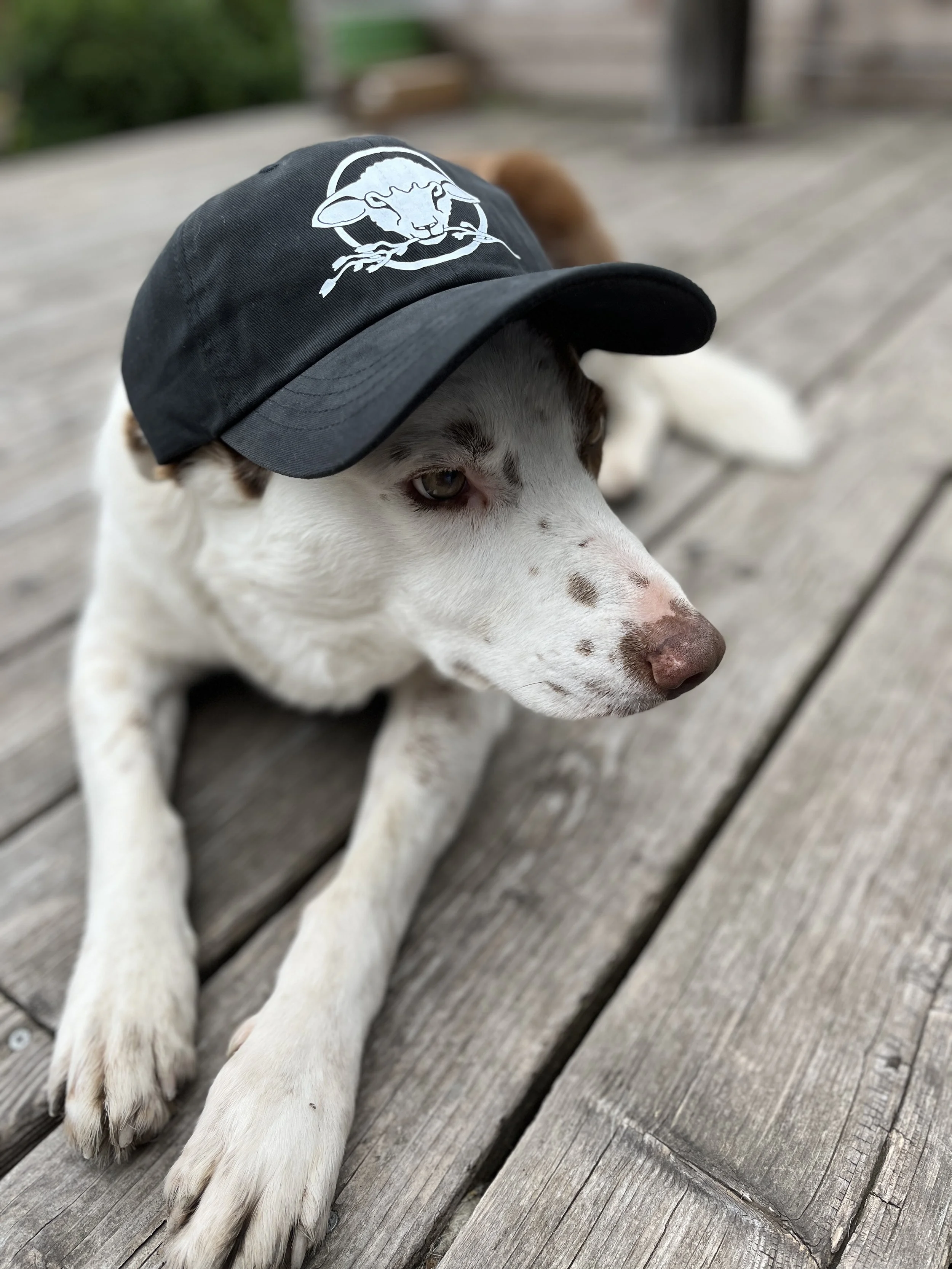 21B67573-1778-412E-A100-2A78004F0B00.jpeg