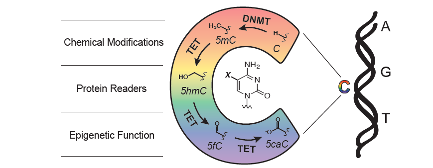 C_oxidation.png