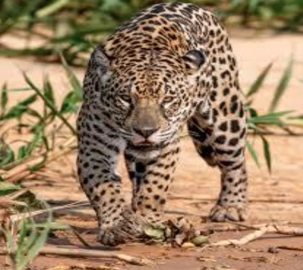 The Path from Head to Heart - March 24th