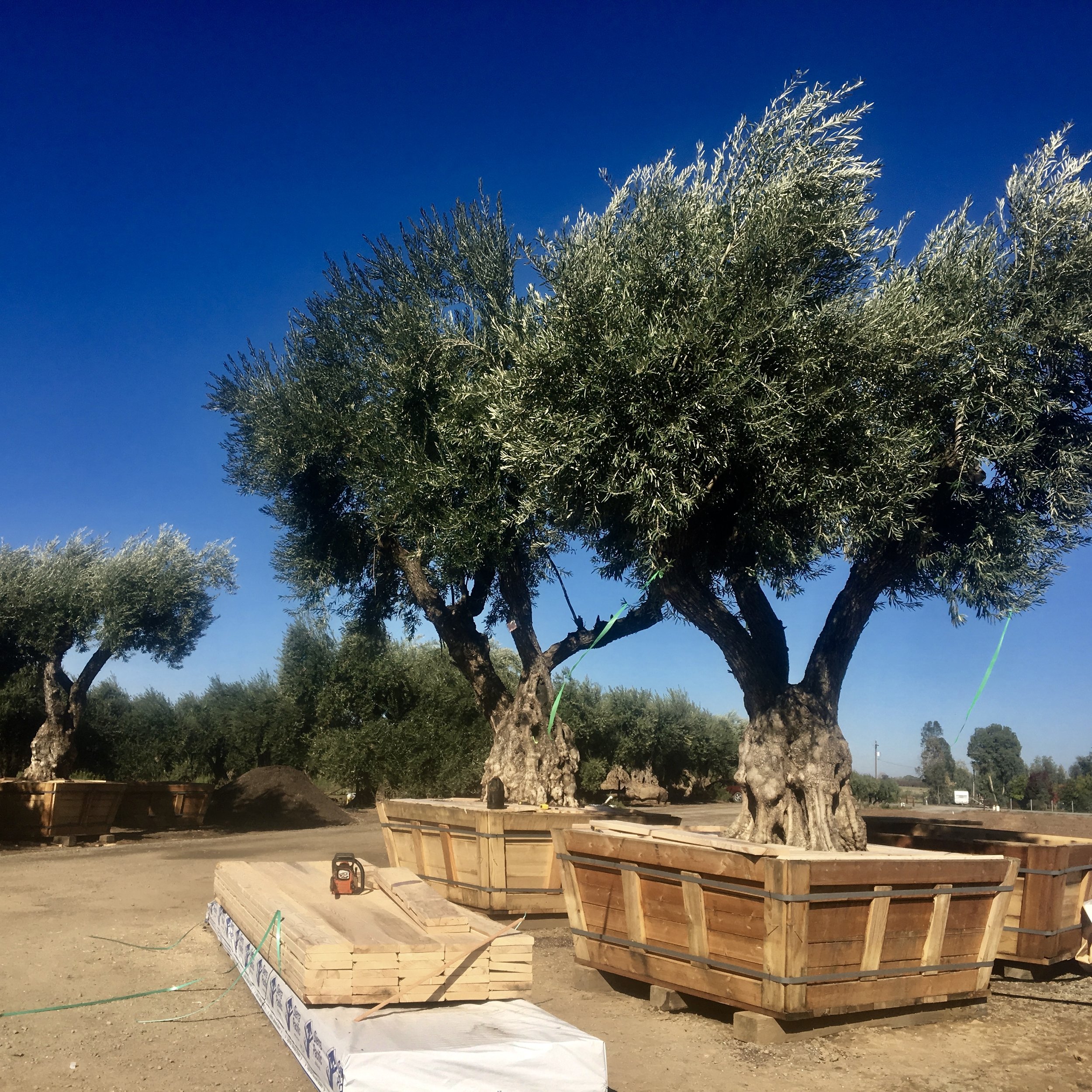 Project Gallery — Heritage Olive Trees