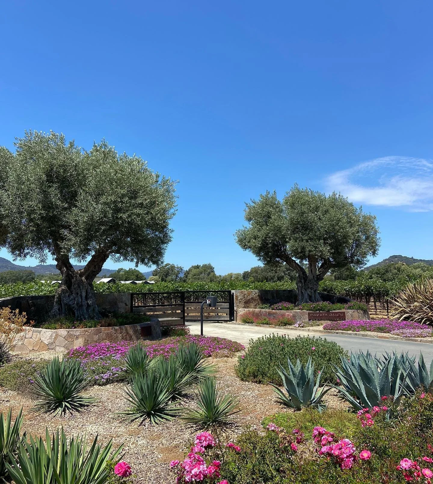 Blue skies and summer vibes ☀️