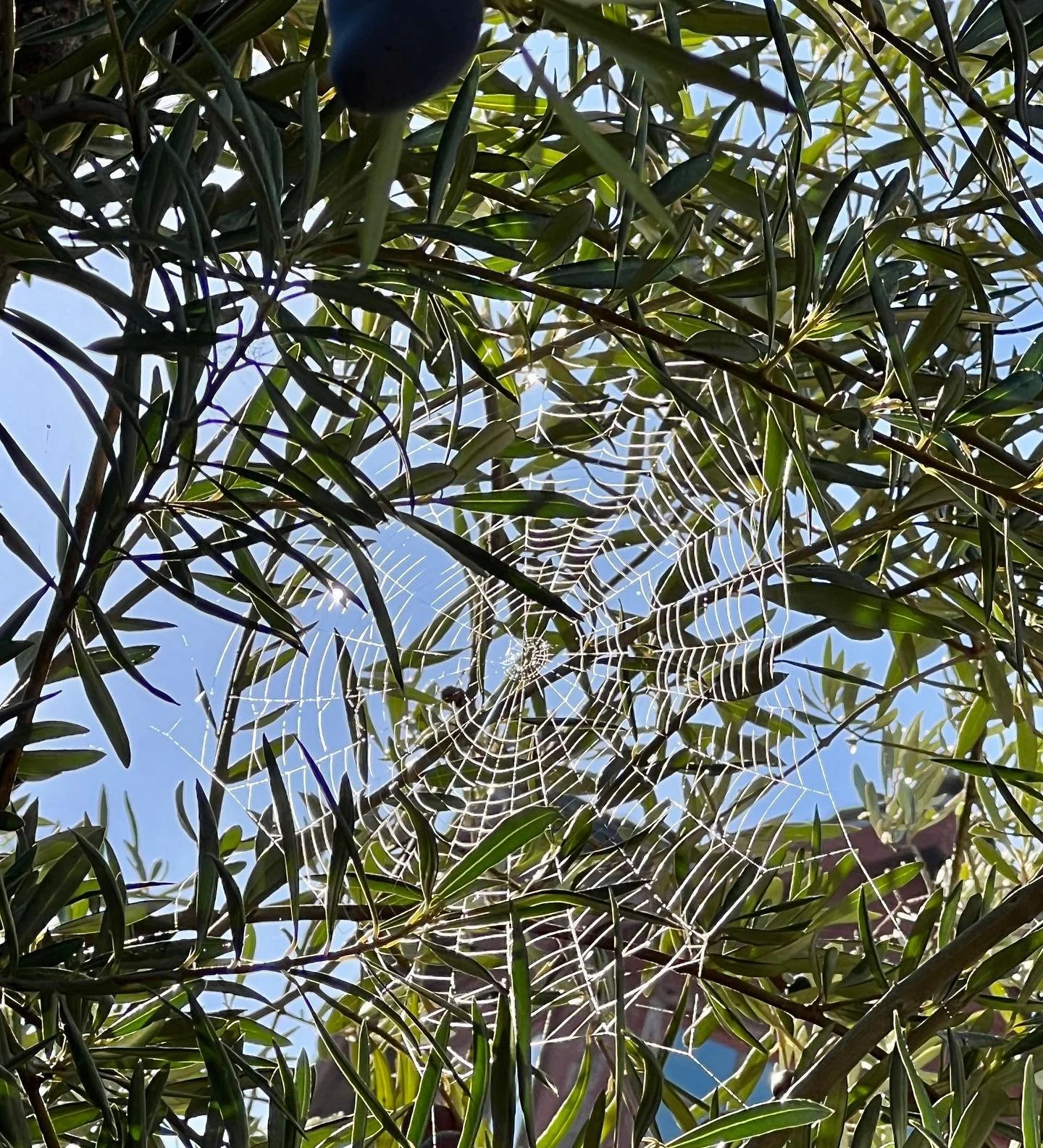 Happy Halloween! 🕷