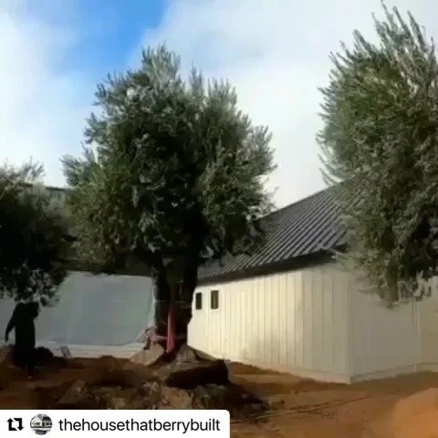 Big thanks to @thehousethatbarrybuilt for the awesome shout out! We love to see the stunning impact the trees have made! 
&bull; &bull; &bull; &bull;

#Repost @thehousethatberrybuilt 

・・・
It&rsquo;s &ldquo;Trade Tuesday &amp; Thursday&rdquo;. When d