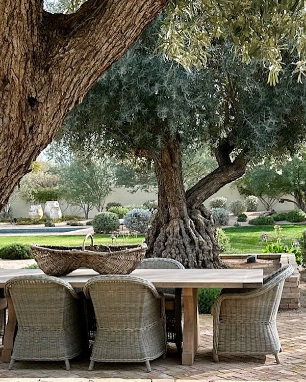 Gather Together
&bull;
&bull;
&bull;
#olivetree #paradisevalley #arizona #napavalley #california #landscape #landscapedesign #outdoorliving #hgtv #restorationhardware #potterybarn #housebeautiful #outdoorlife #landscapearchitecture #gardendesign #sou