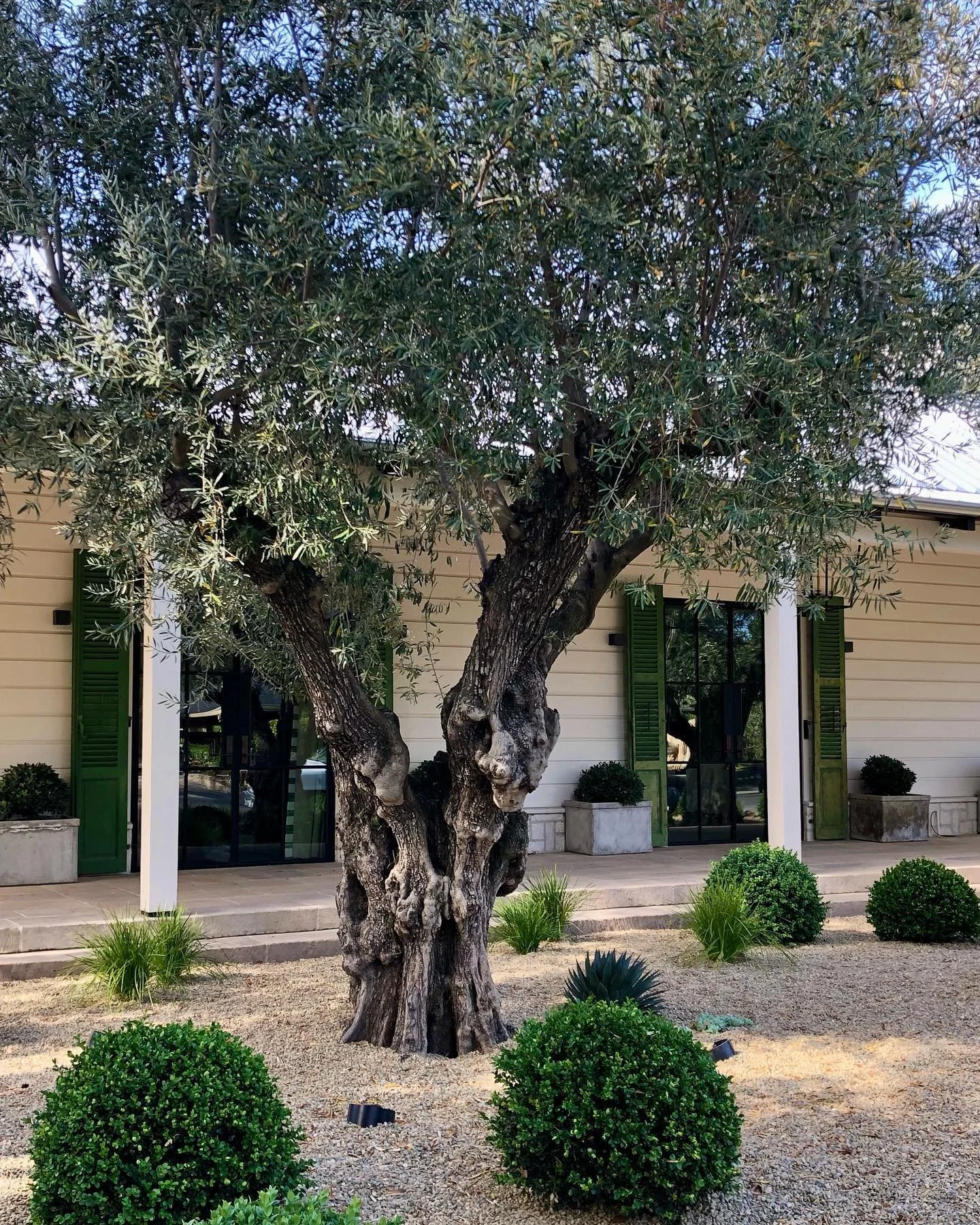 Almost Summer in Sonoma!☀️🍷