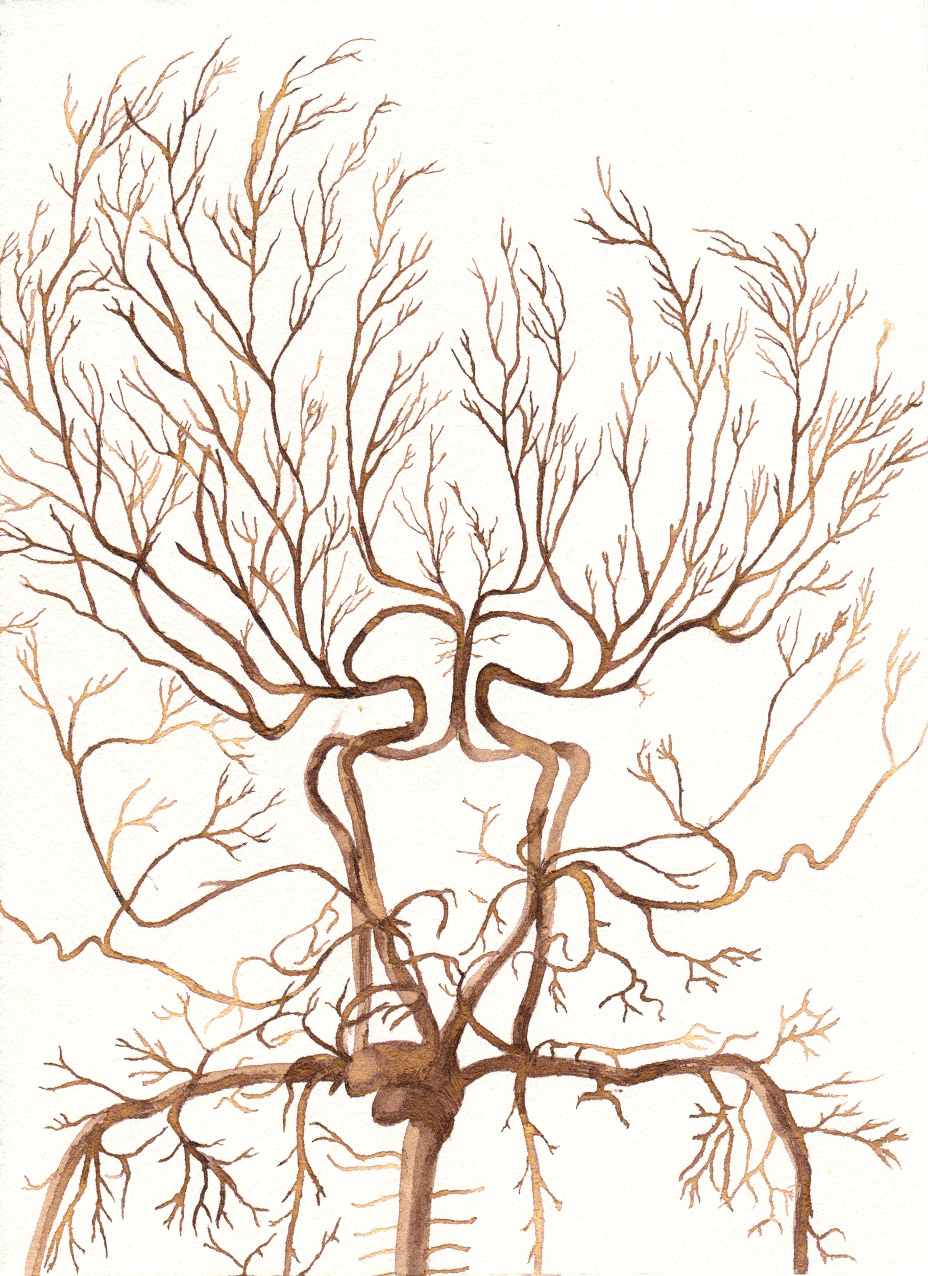  Circulatory System Version II,  4¾ x 5 ¾ in. 2017   