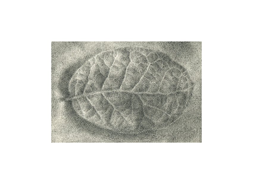  Leaf Study I, Micron on Paper, 2 ⅛ x 3 ⅛ in. 2023 