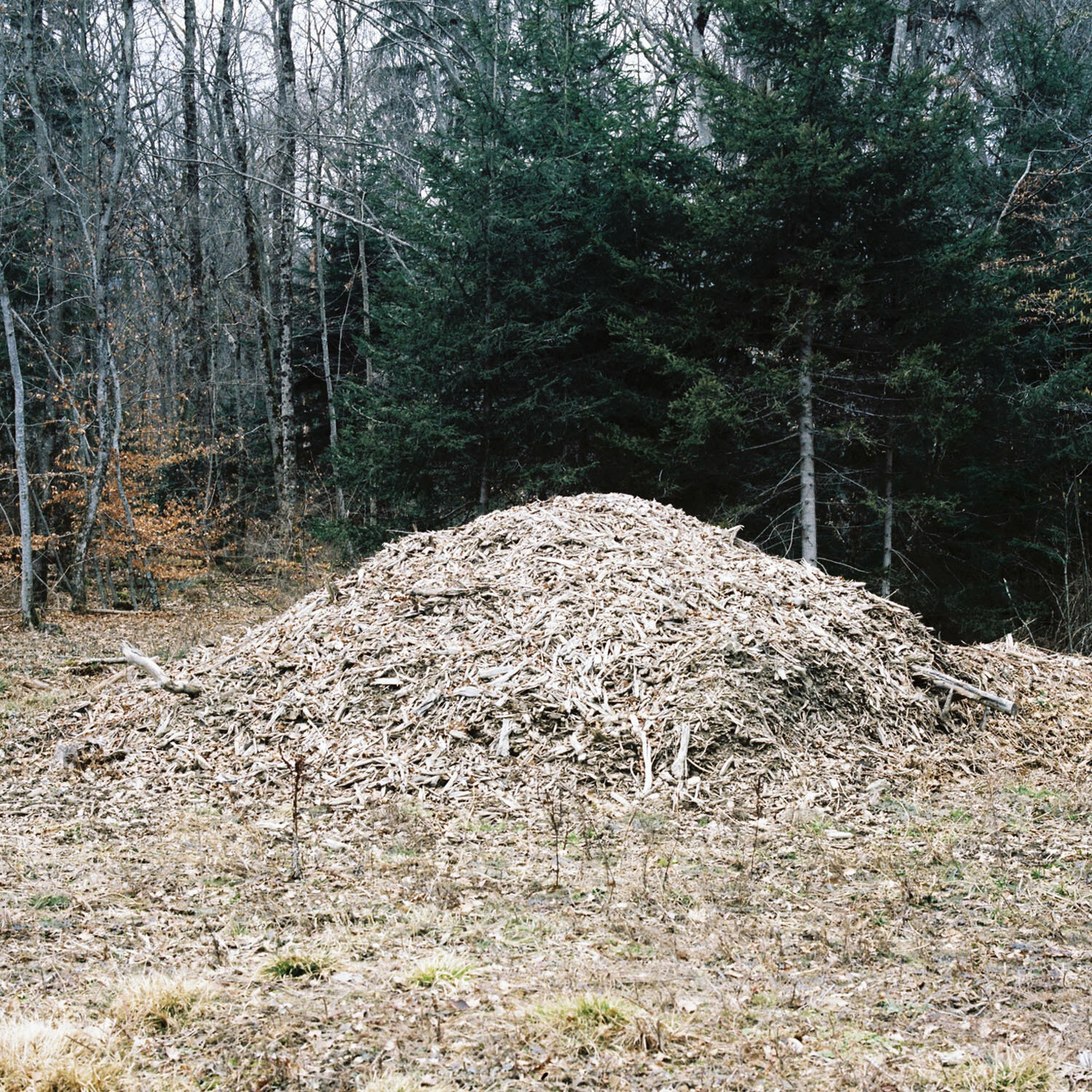 Woodpile_1.jpg