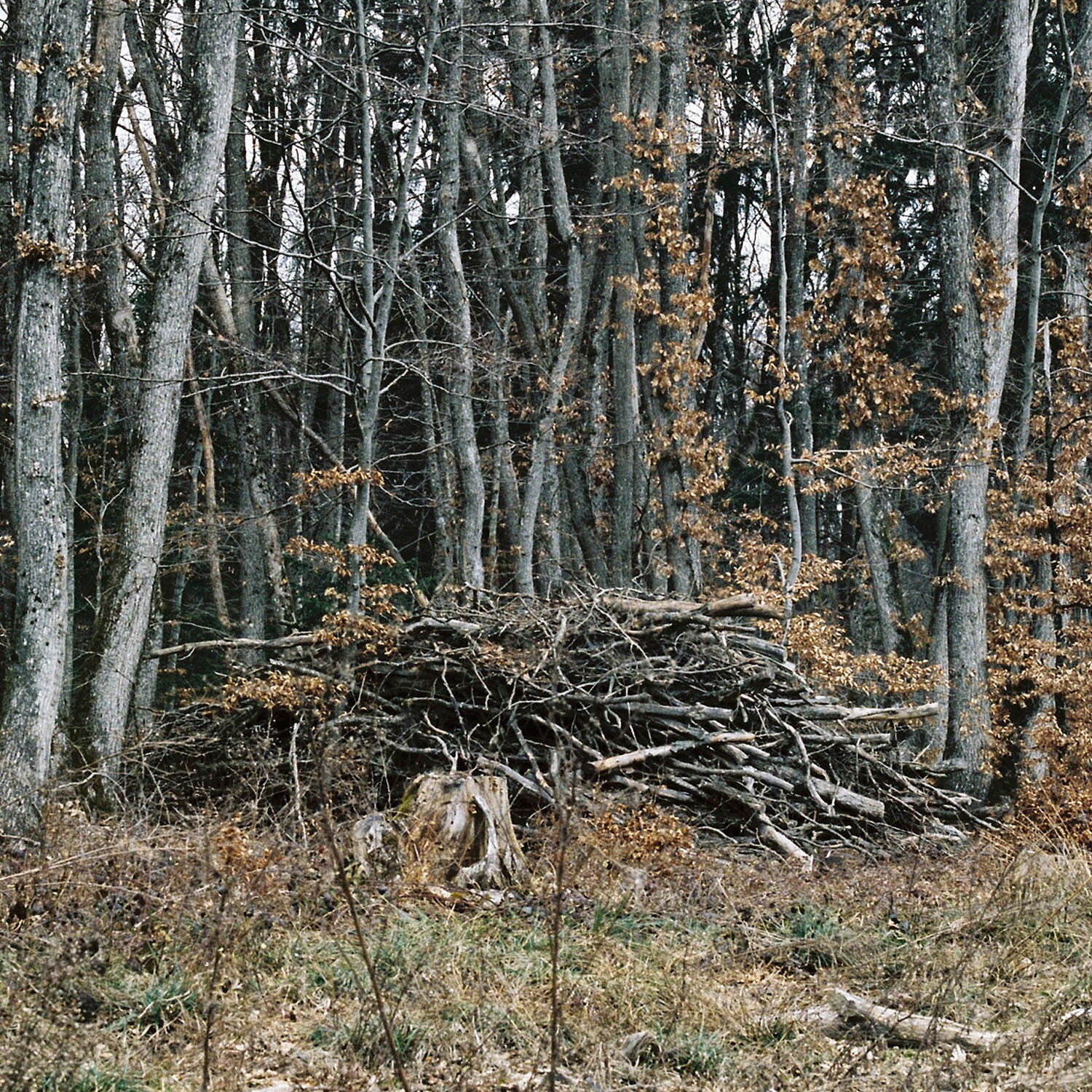 Woodpile_2.jpg