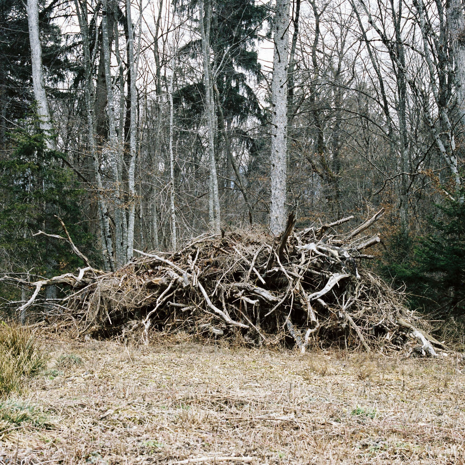 Woodpile_4.jpg