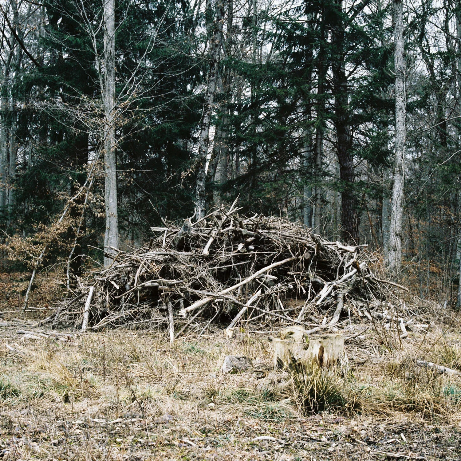 Woodpile_6.jpg
