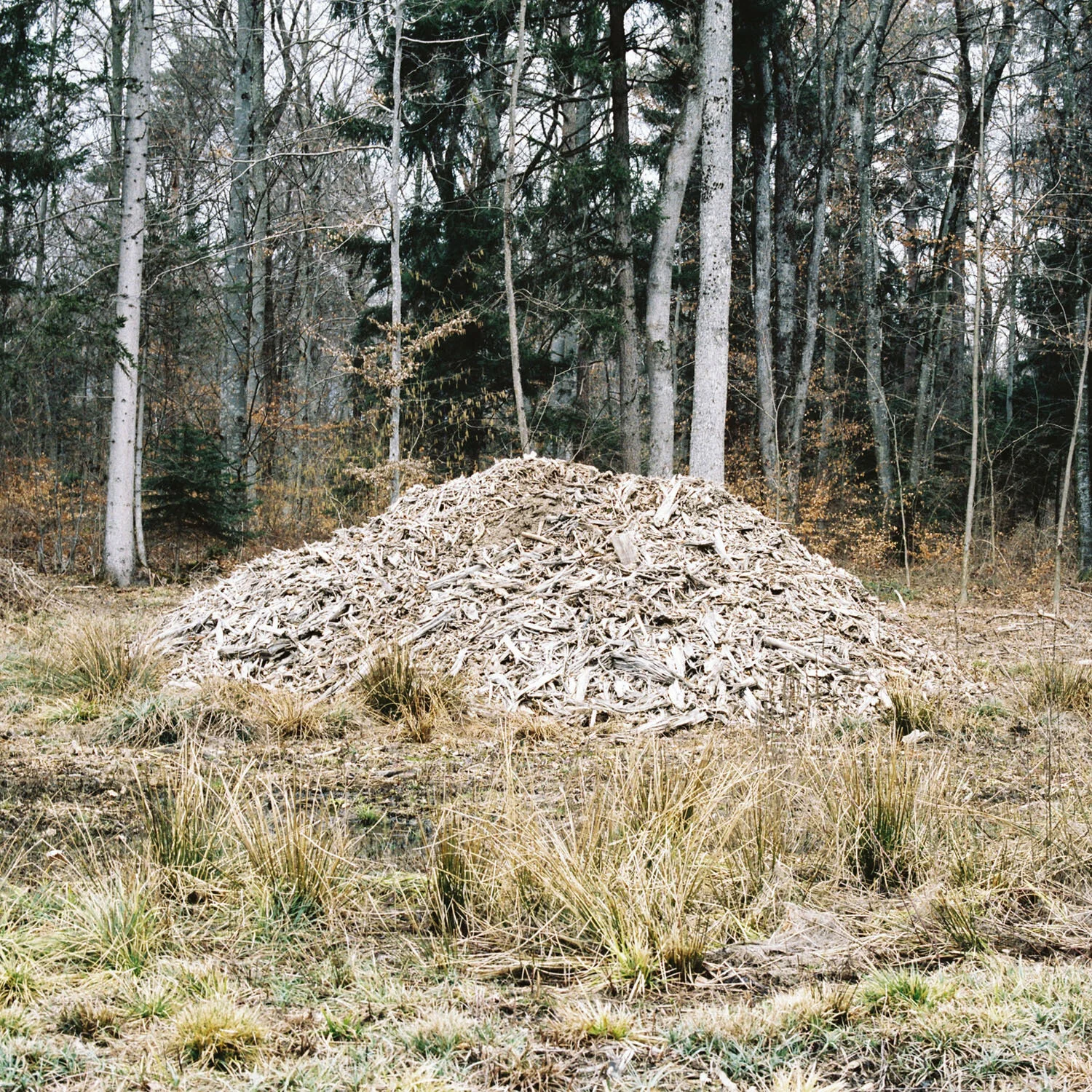 Woodpile_8.jpg