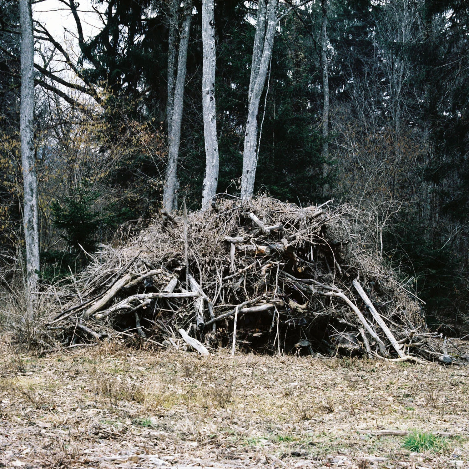 Woodpile_3.jpg