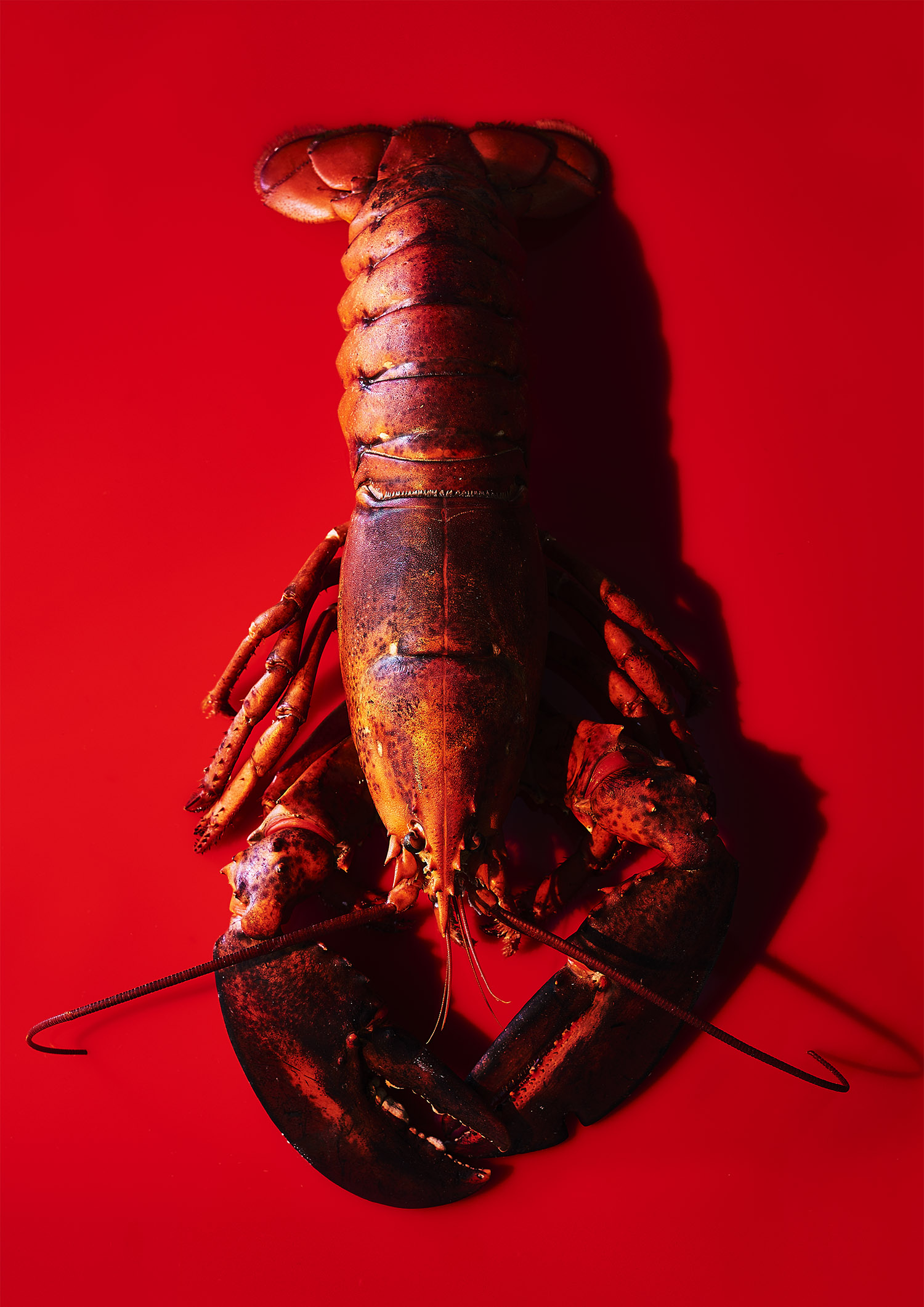 Lobster_A3 copy.jpg