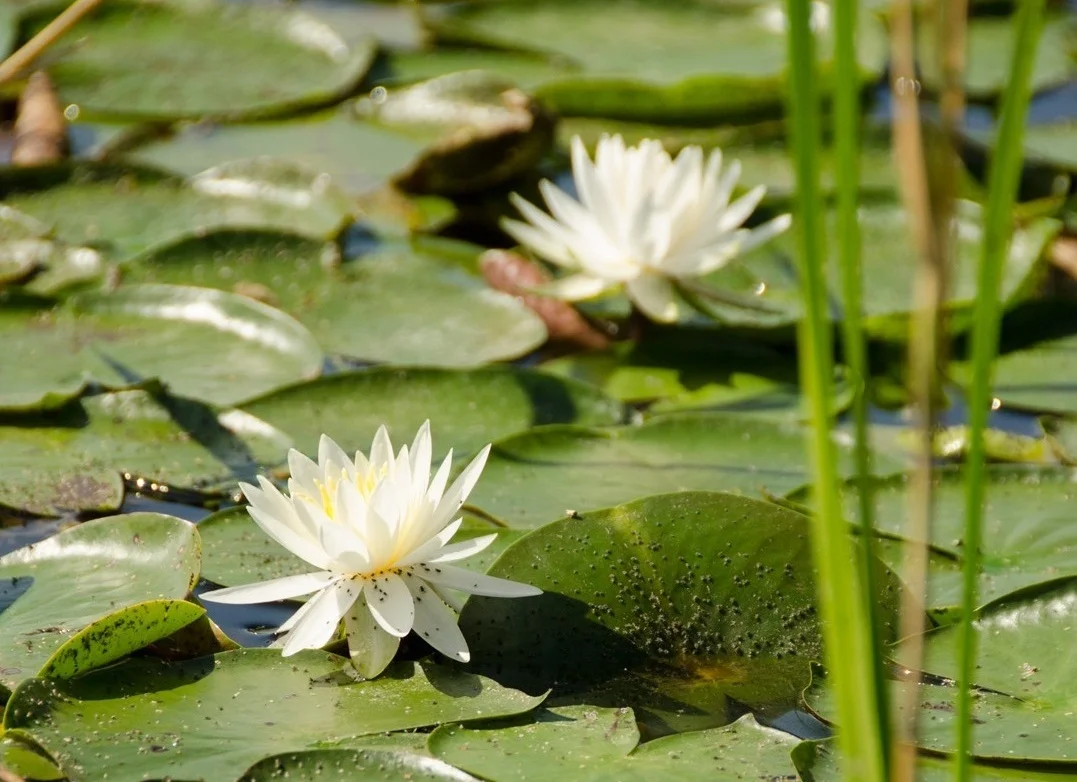 lotus%25252Bflower.jpg
