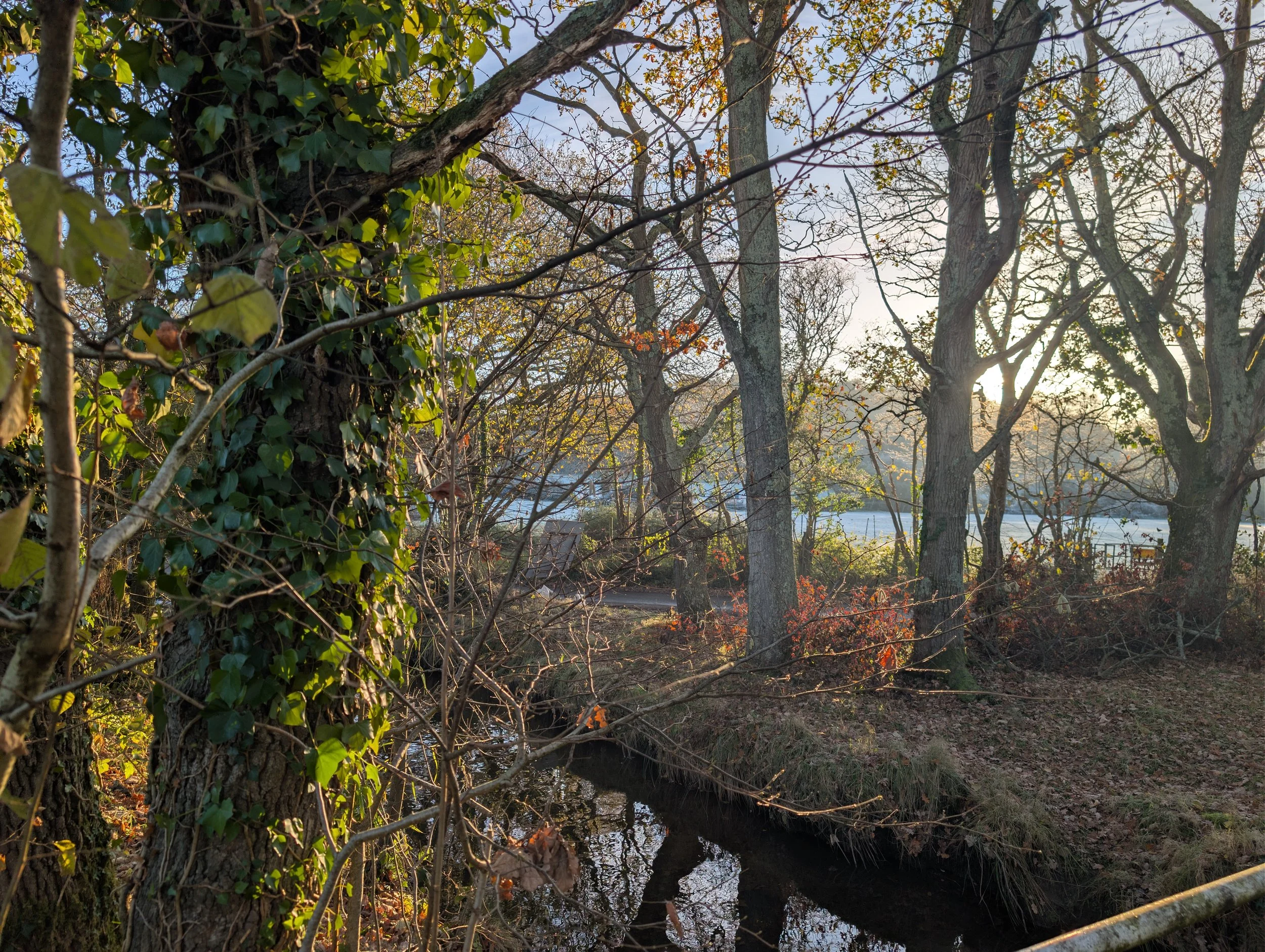 Sustainability at Hockey’s Farm: How we’re Protecting the New Forest for Future Generations