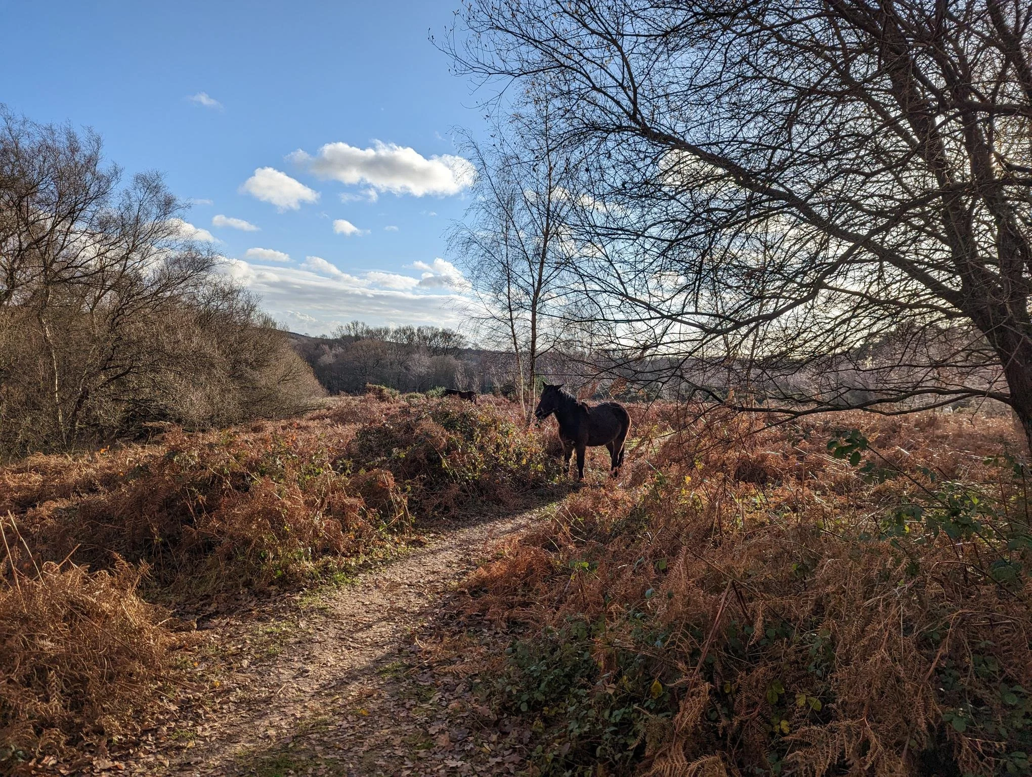 New Forest Winter Walks: The Hockey’s Farm Loop