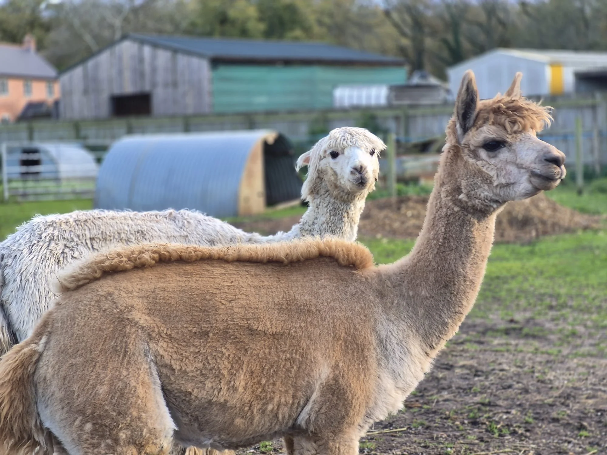 Alpaca-Hockey's-farm-new-forest.jpg
