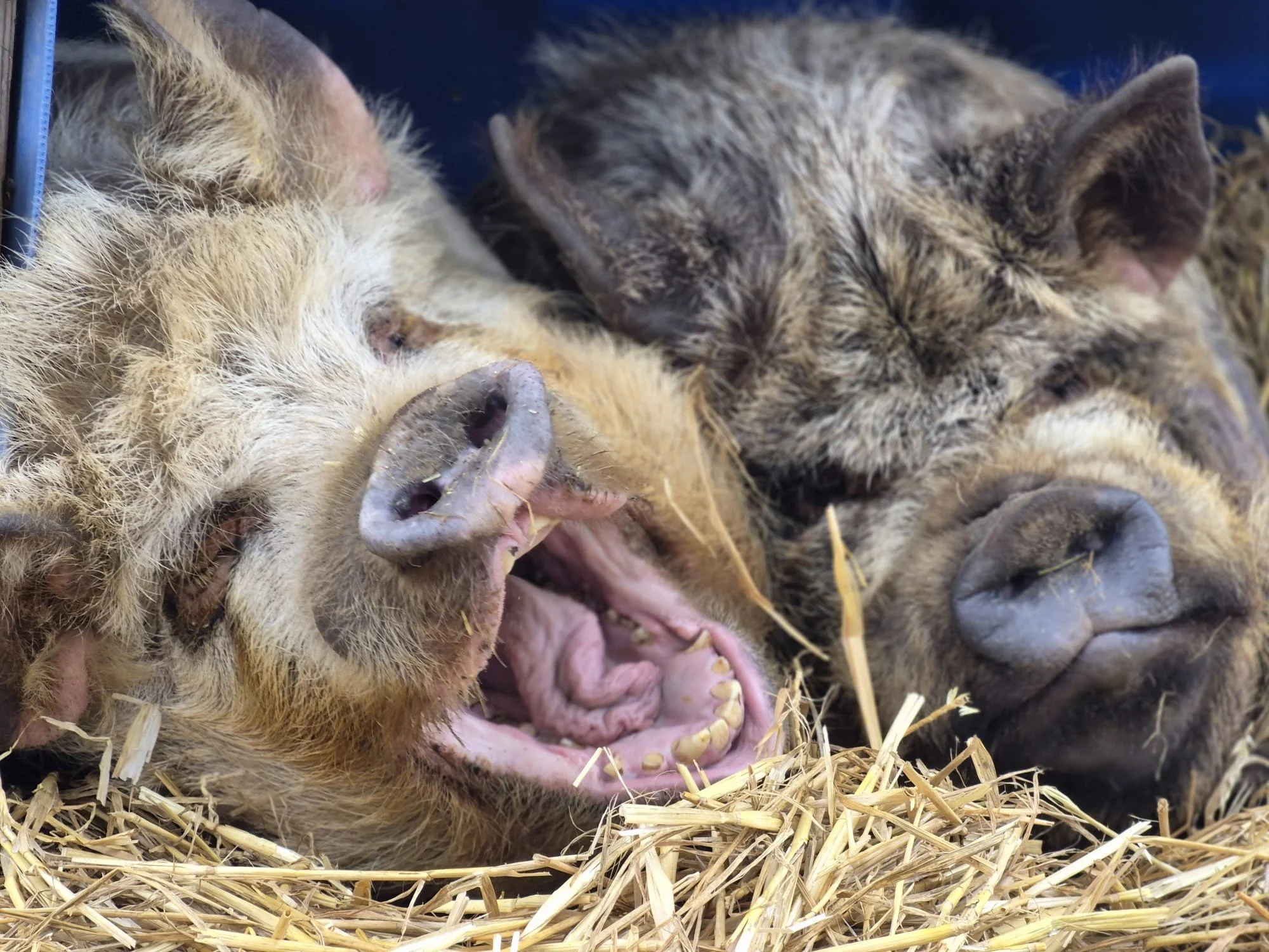 Primrose &amp; Blondie Update 🐷

Our newest arrivals Primrose and Blondie joined the Hockey&rsquo;s family last Wednesday, and we&rsquo;re pleased to report they&rsquo;ve settled in beautifully.

Safe to say&hellip; they&rsquo;ve made themselves ver