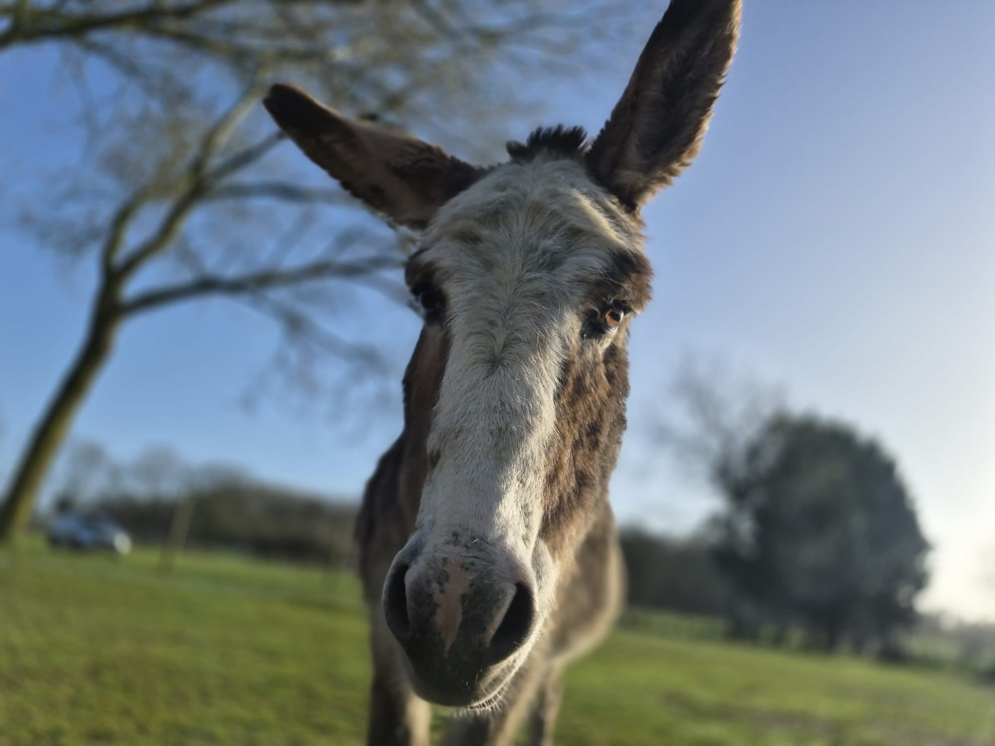 Weekend mood at Hockey&rsquo;s 🐐🐔🫏

The animals are out enjoying the sunshine, keeping an eye on the visitors and generally making sure everyone behaves themselves&hellip;

If you&rsquo;re popping by this weekend, come and say hello to the gang, t