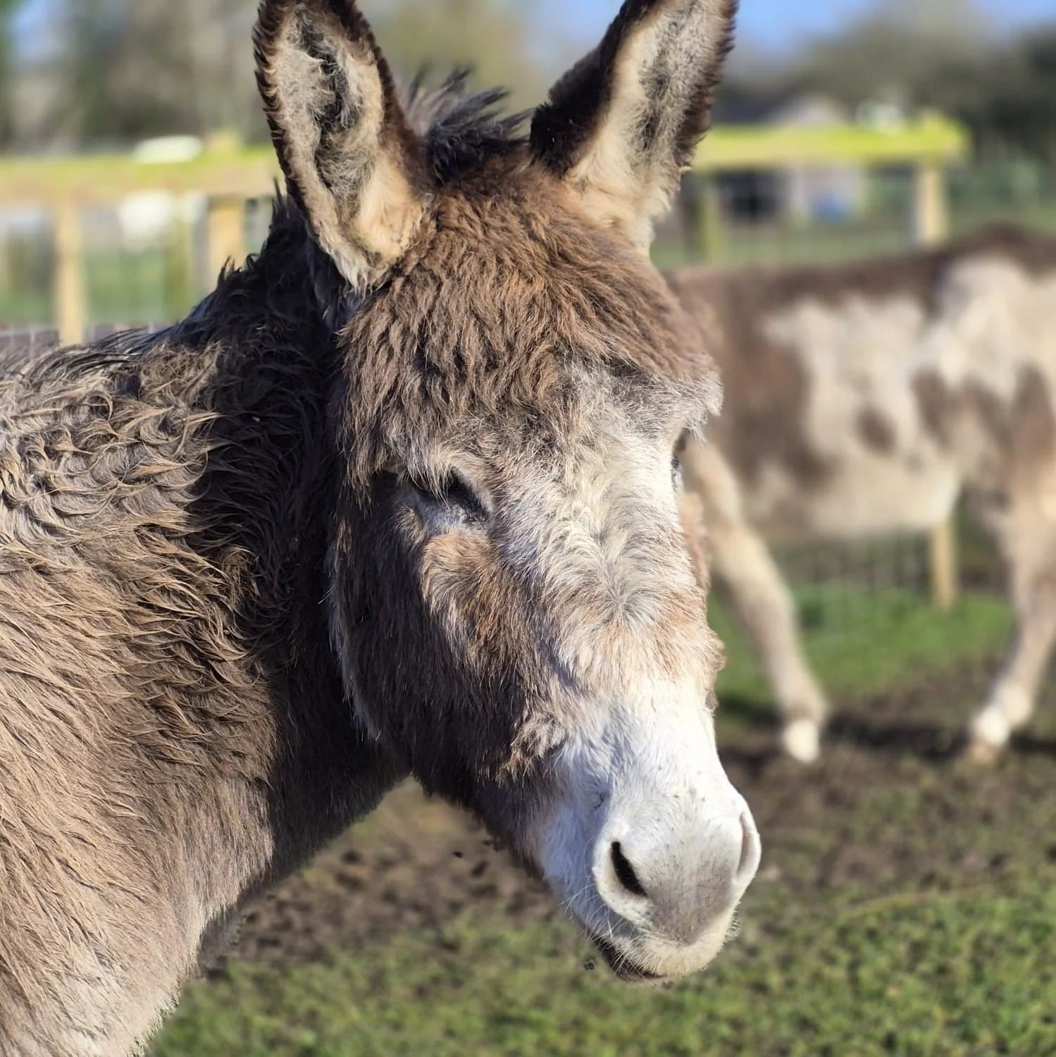 This Saturday at Hockey&rsquo;s Farm Shop&hellip; our Family &amp; Animals Showcase Day 🐖🌿

A brilliant spring day out with plenty going on:
🐐 Goat exercise &amp; pig feeding
🐴 Donkey grooming &amp; alpacas
🐹 Meet the guinea pigs with Freya
🌼 E