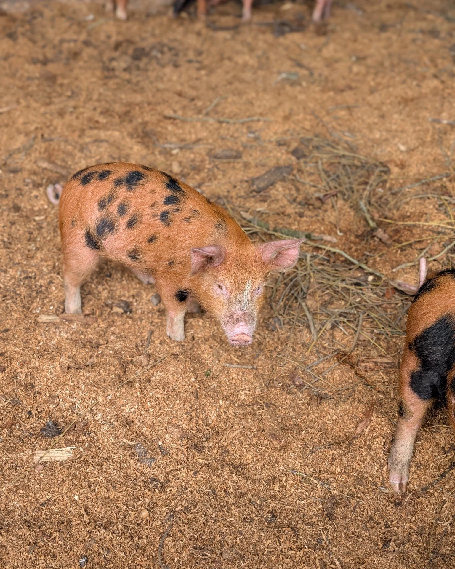 Stop what you&rsquo;re doing&hellip; we&rsquo;ve got new arrivals and they are already stealing hearts 🐷

Our gorgeous Sandy and Black piglets have landed at Hockey&rsquo;s and safe to say&hellip; they&rsquo;re bringing the snorty sass and a whole l